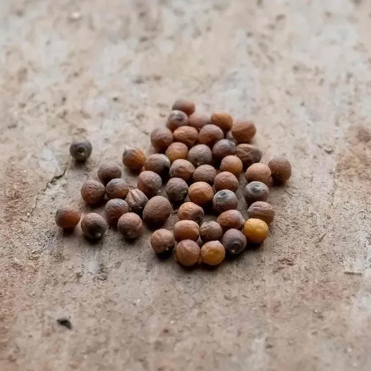 Premium Cauliflower Seeds